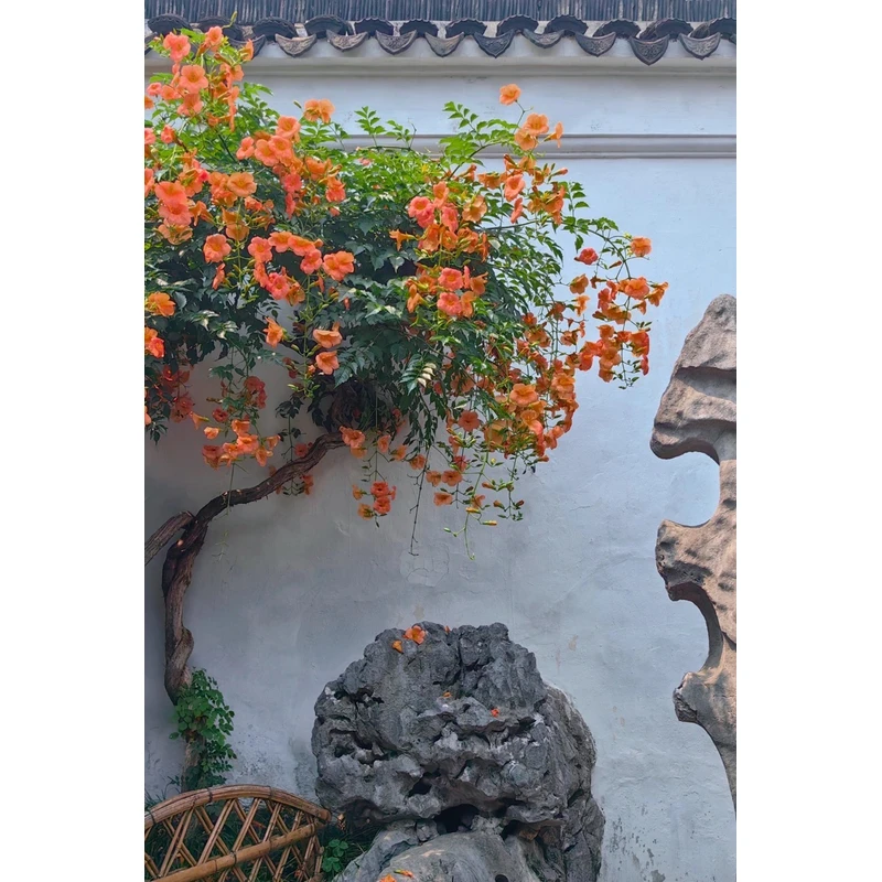 【顺丰送货上门加高1.4-1.6】凌霄花棒棒糖带花苞带花开花花卉绿植