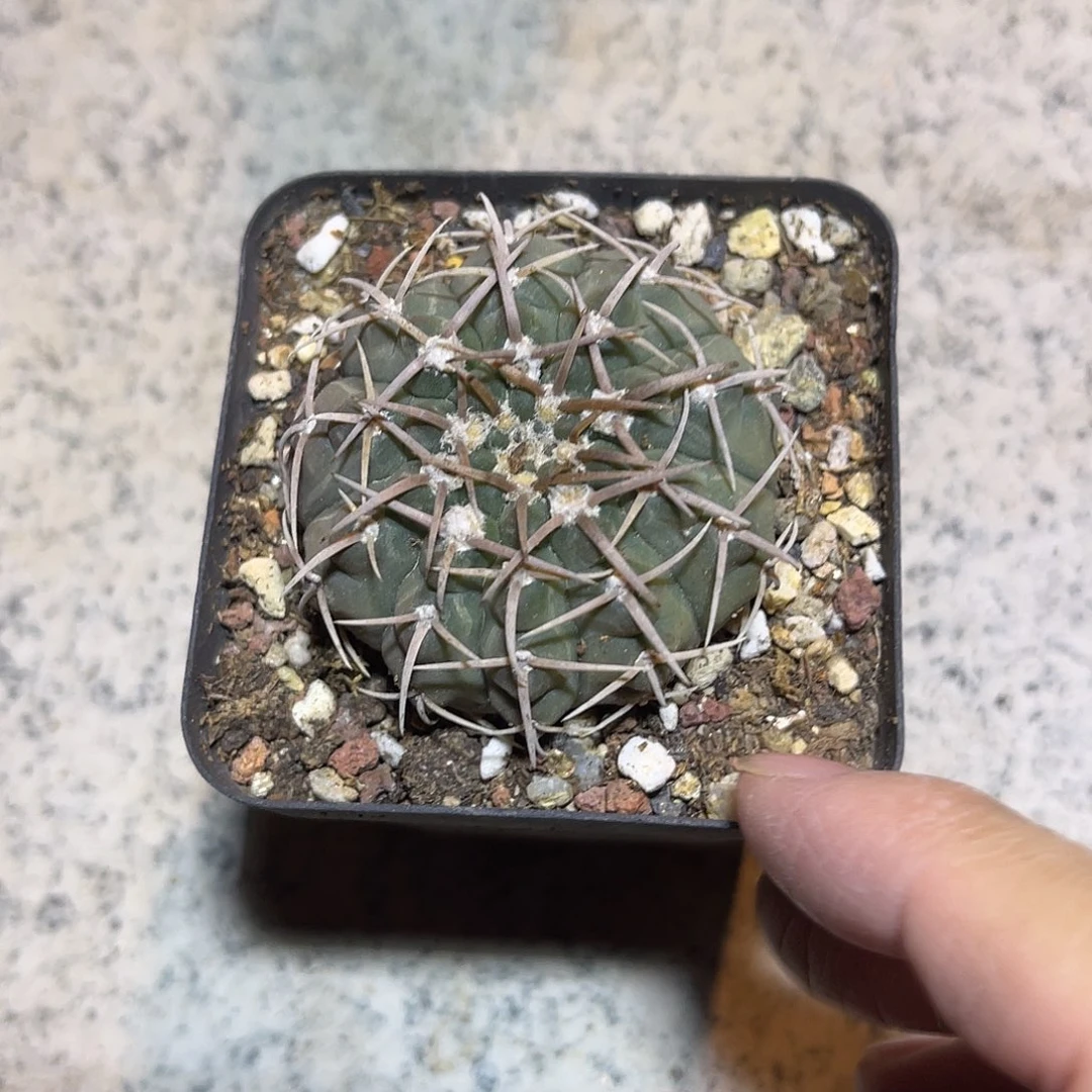 实生仙人球一物一拍下单包邮