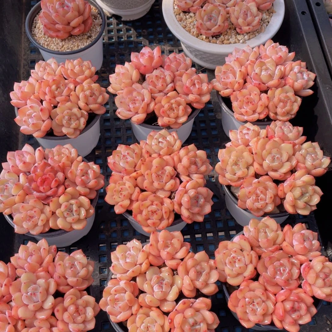 量拍1号 果冻韩版仙女橙单头组合七个