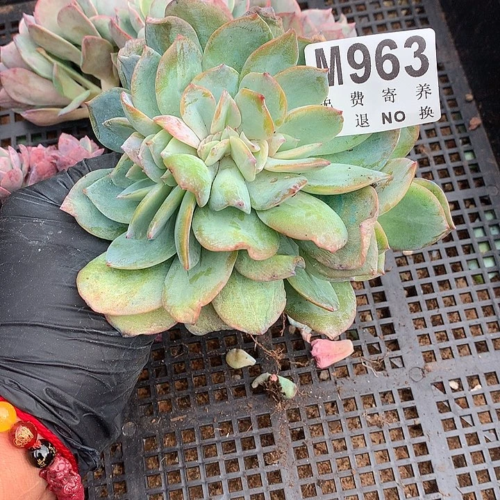 暴***豆白凤缀化 多肉植物25号左右发