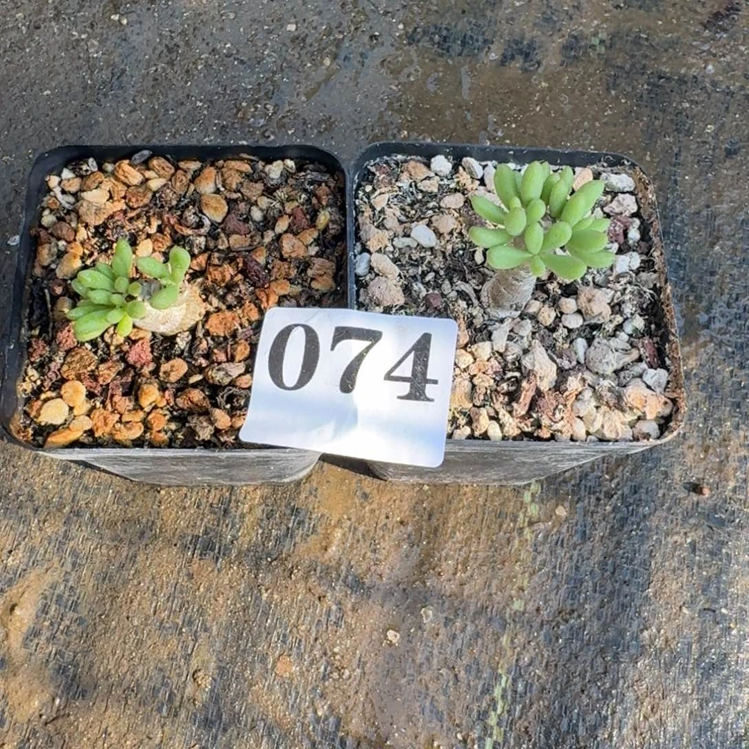 空***白奇峰锦诱惑一物一拍多肉