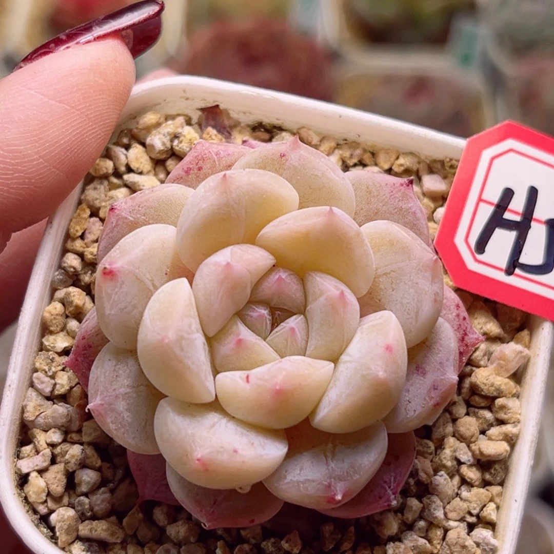 H518一物一拍 花满楼