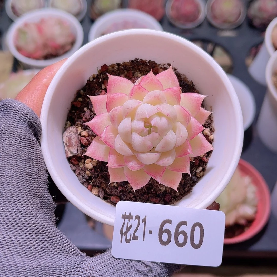 花21-660女王单头