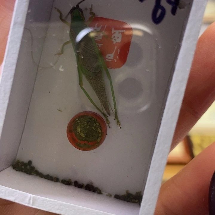 短须霍氏1条啊啊啊啊