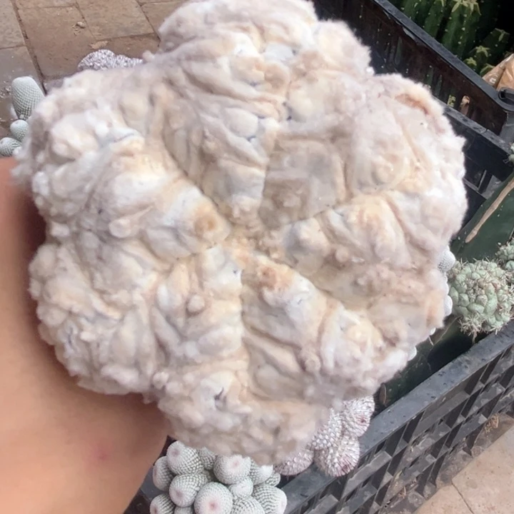 浓白ｖ兜仙人球开花