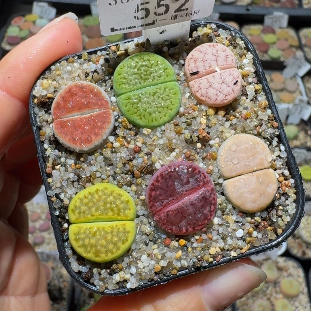 板娘有好看屁屁552