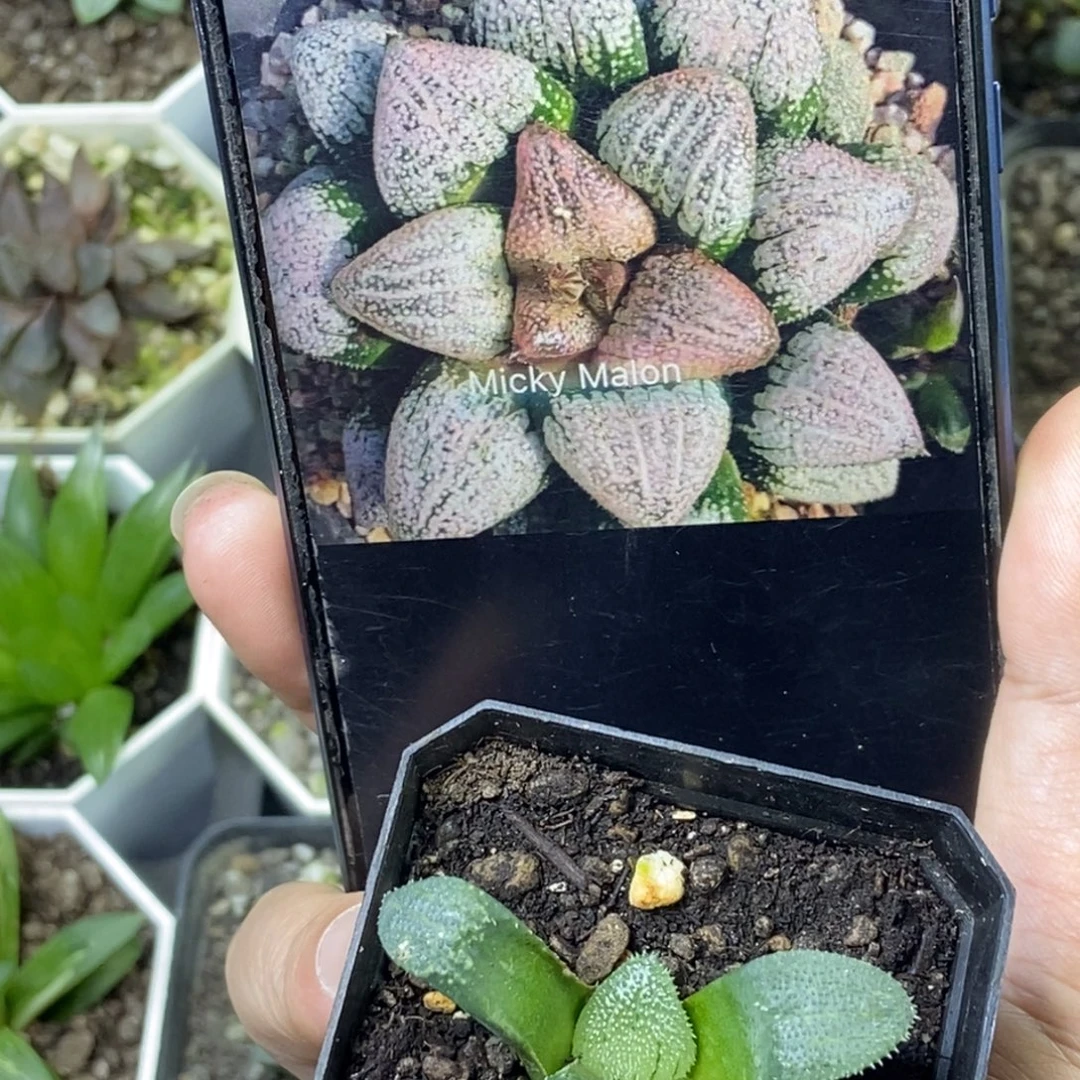 夕雪寿一物一拍的