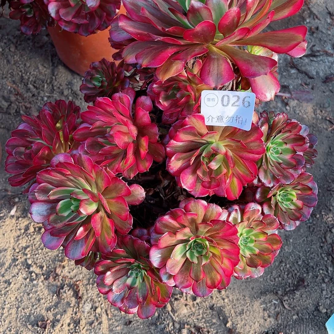 无花朵多肉植物026