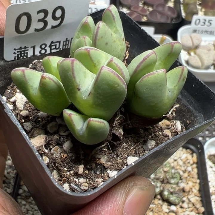 【闪购商品】 039。