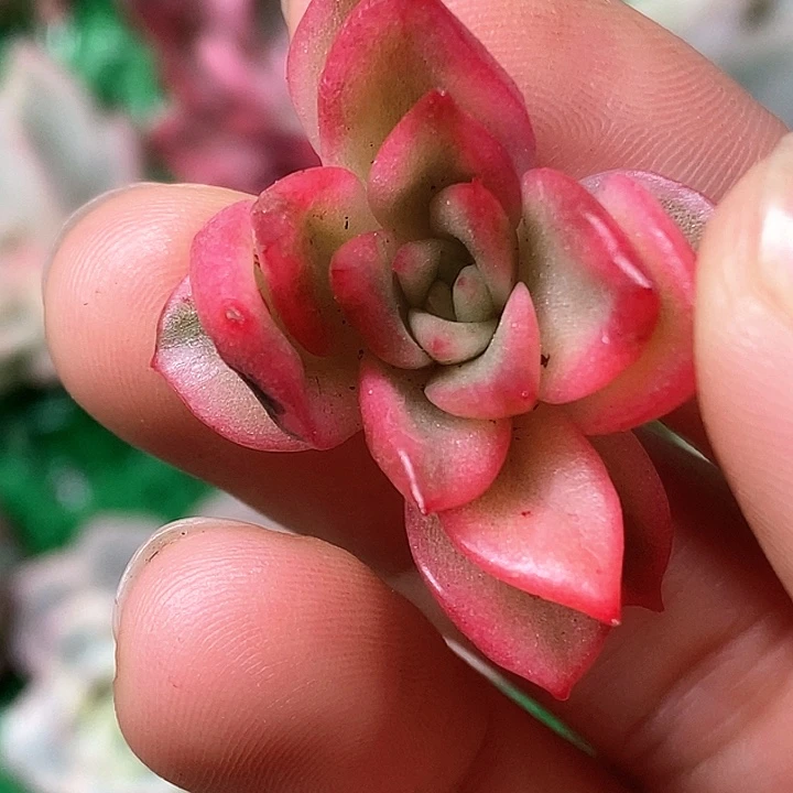 东云杂一物一拍，