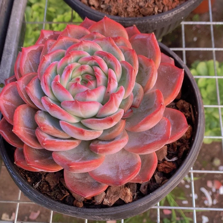 红鸾多肉植物微瑕
