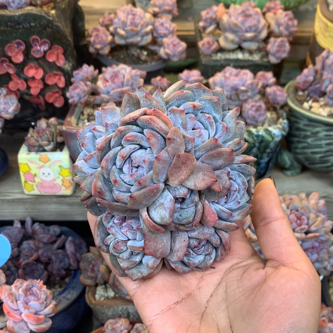 绿底紫心花花花花