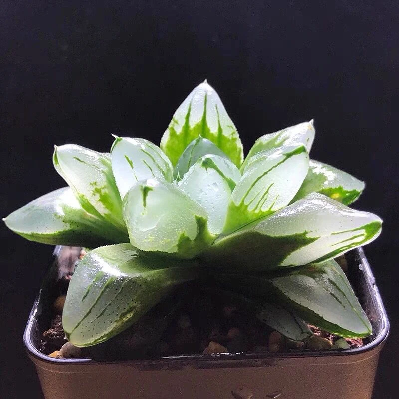 冰城寿十二卷玉露多肉植物