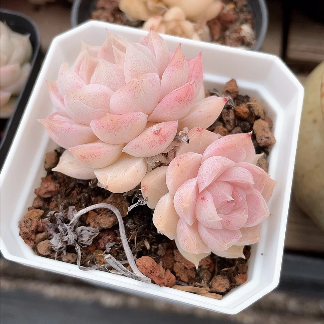 落****?优选女王精品657