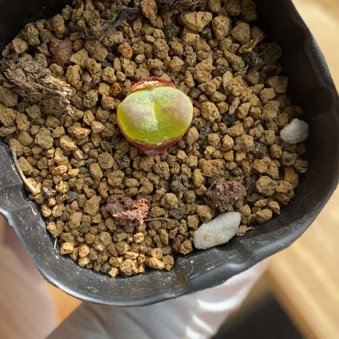 多肉植物肉锥杂交K-007