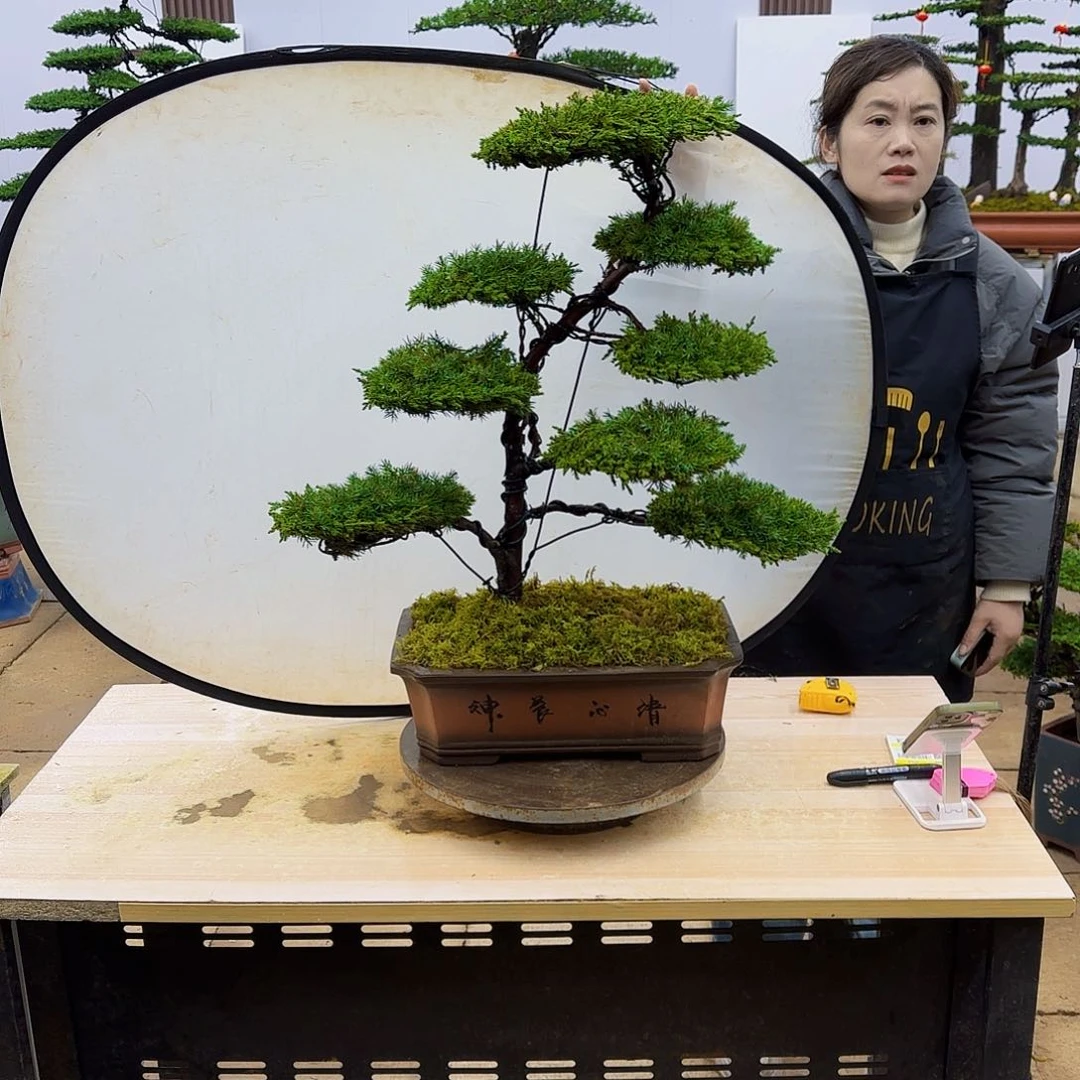 盆景直播间1️⃣物1️⃣拍