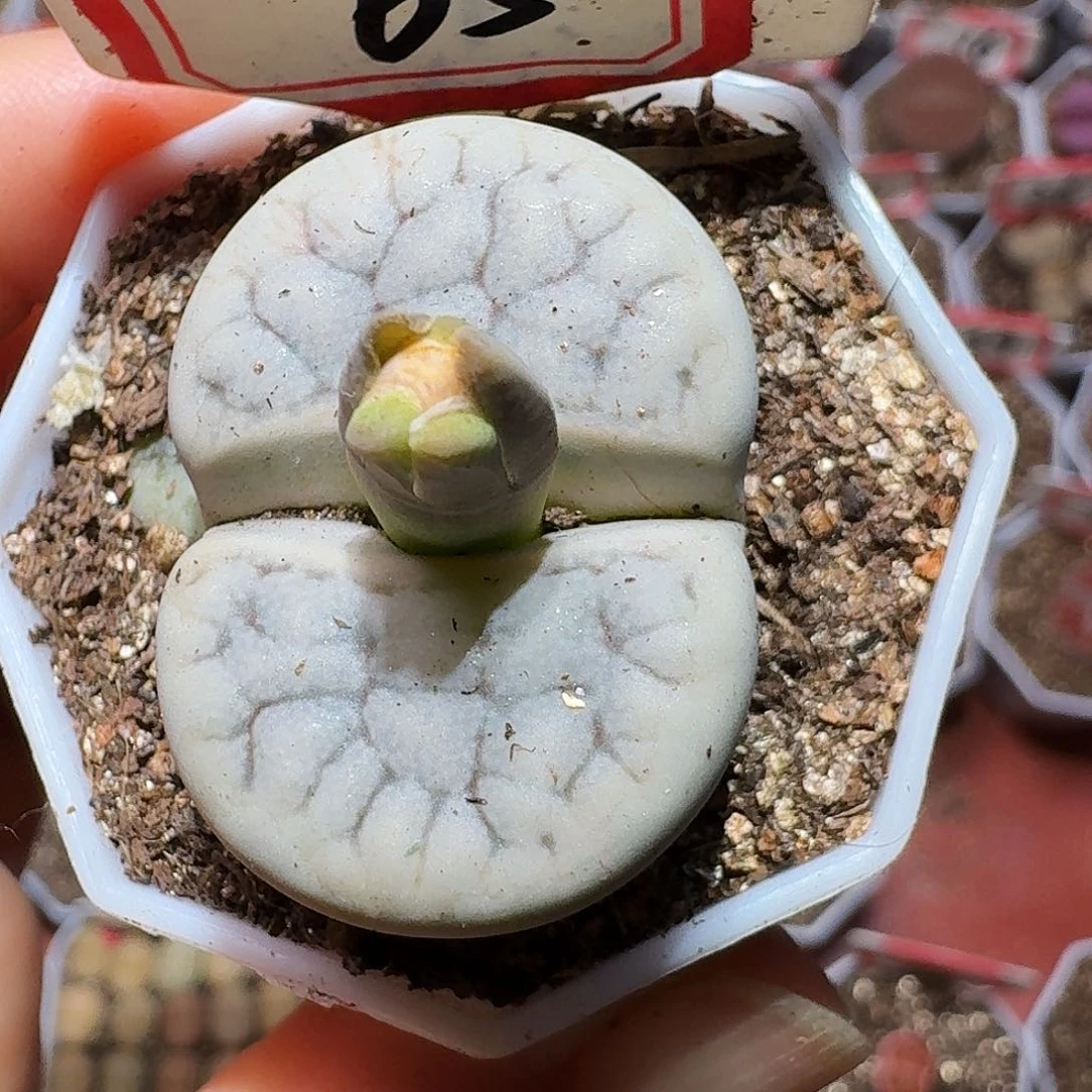 生石花2233::。 37