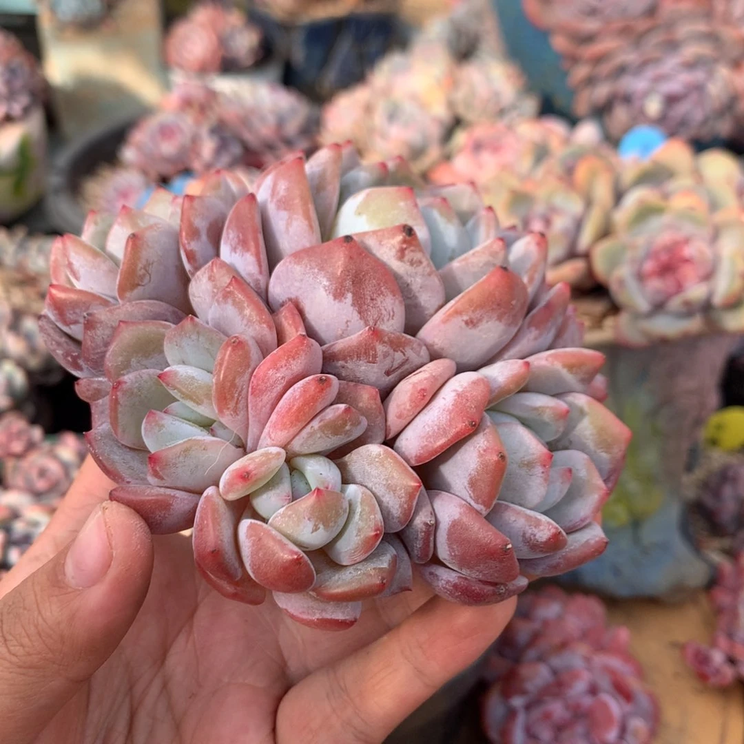 怒**豆金豆 哈哈哈哈哈哈哈哈