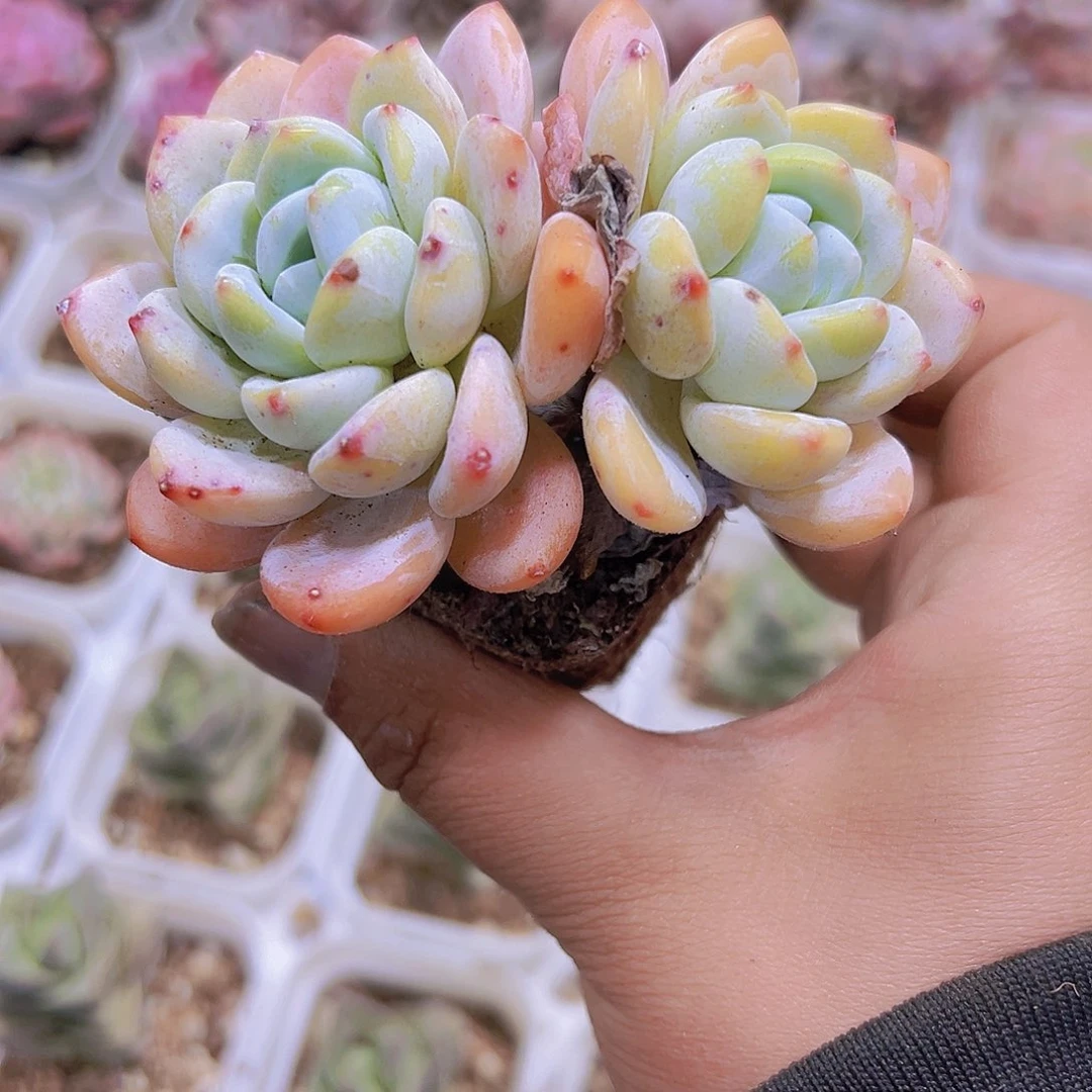 双头大冷香19包邮