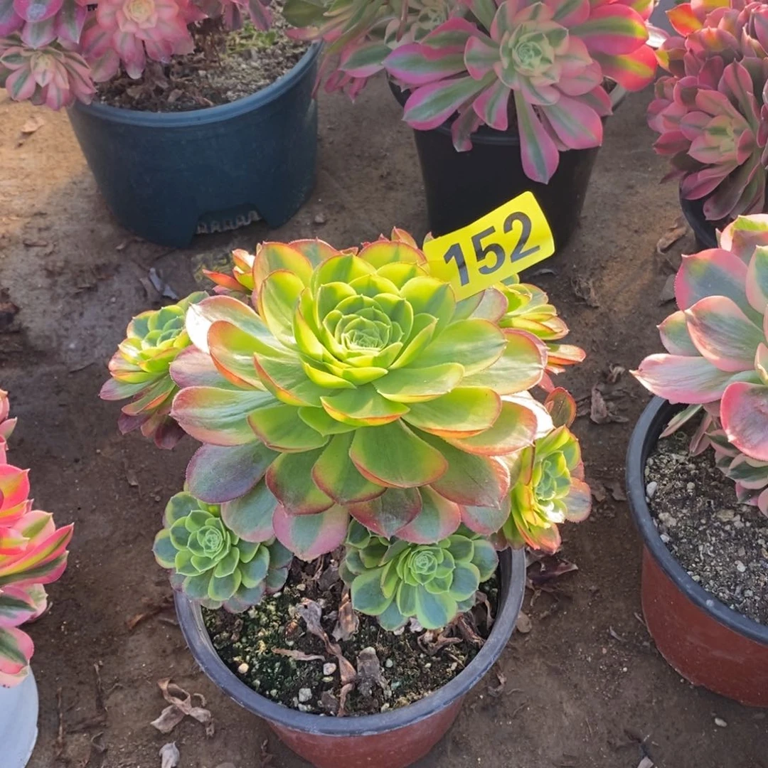 奶白多肉法师152