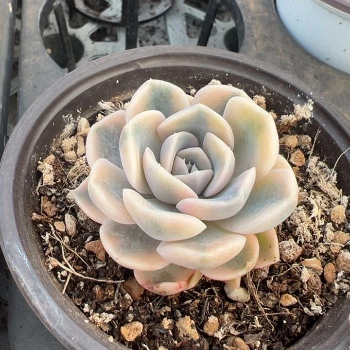 汉堡锦一物一拍锦龙