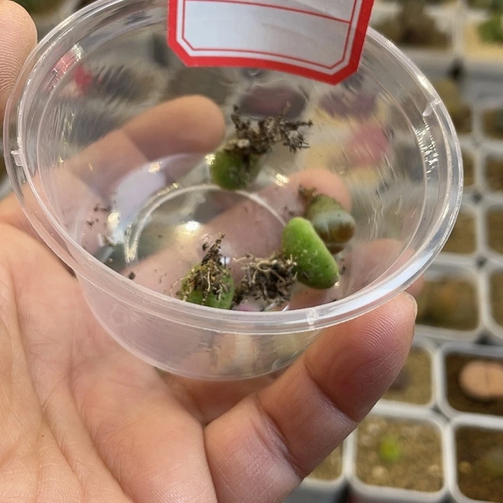 小***子佳人园艺多肉生石花18