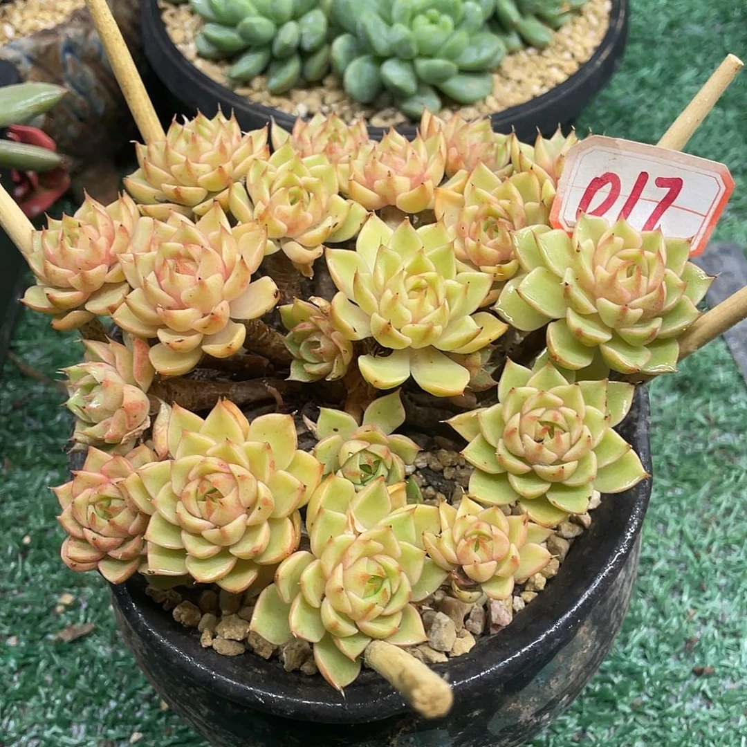 017一物一一拍一拍
