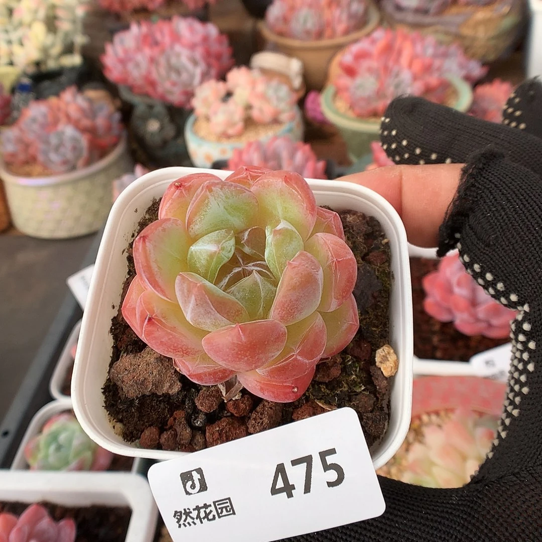 475珍妮多肉植物666