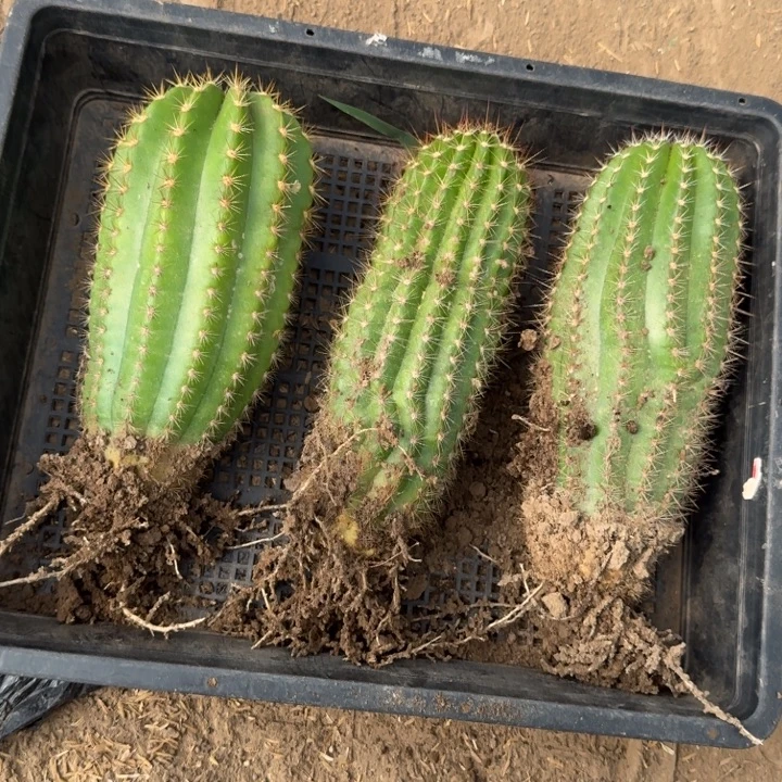 250新品毛花柱落地无木心斑一个