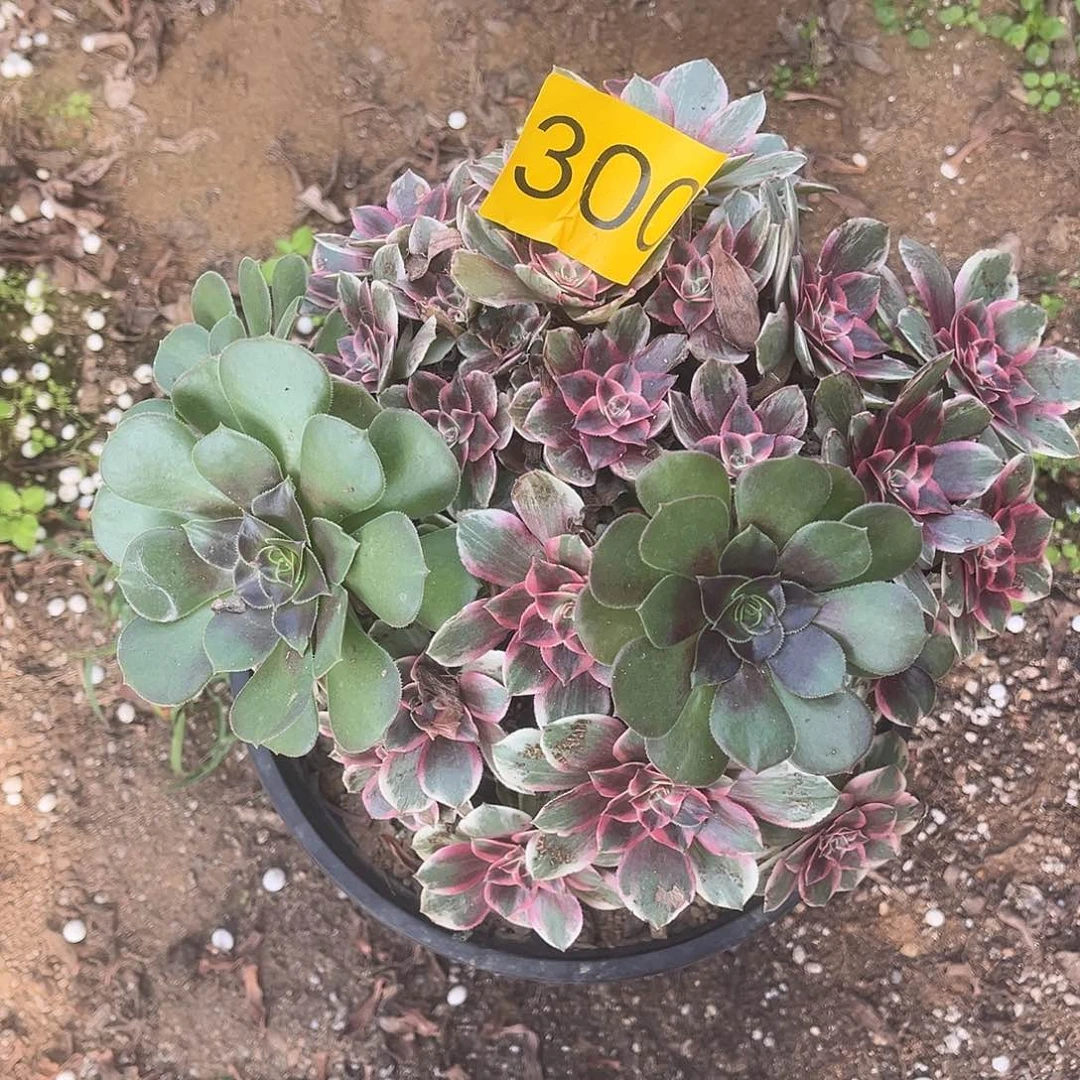 300阴阳浣纱多肉植物
