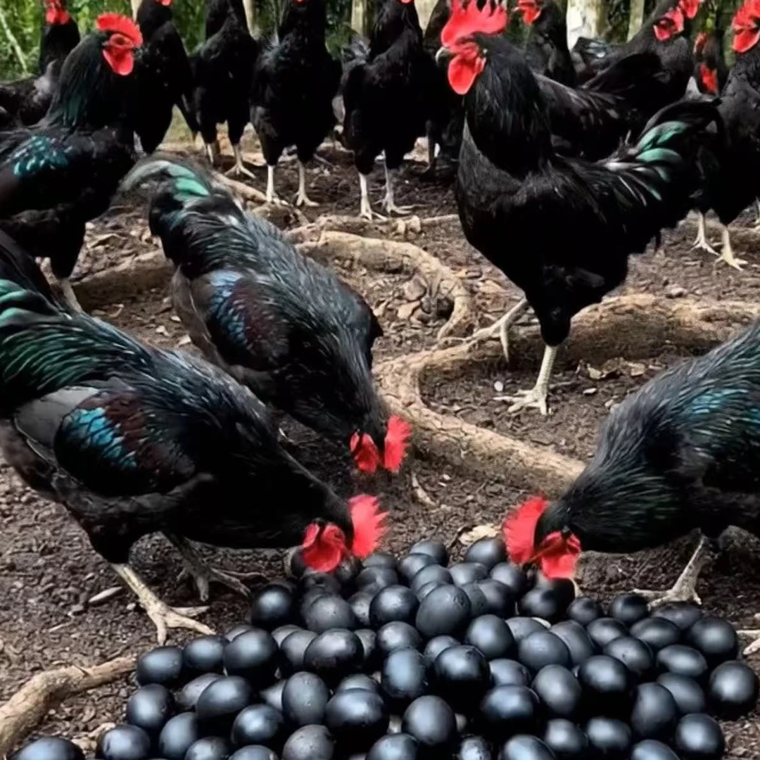 【南非黑森 礼盒发货】14个（半斤左右发货）