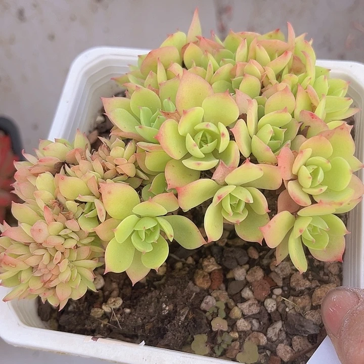 柠檬玫瑰朵朵缀10192多肉植物