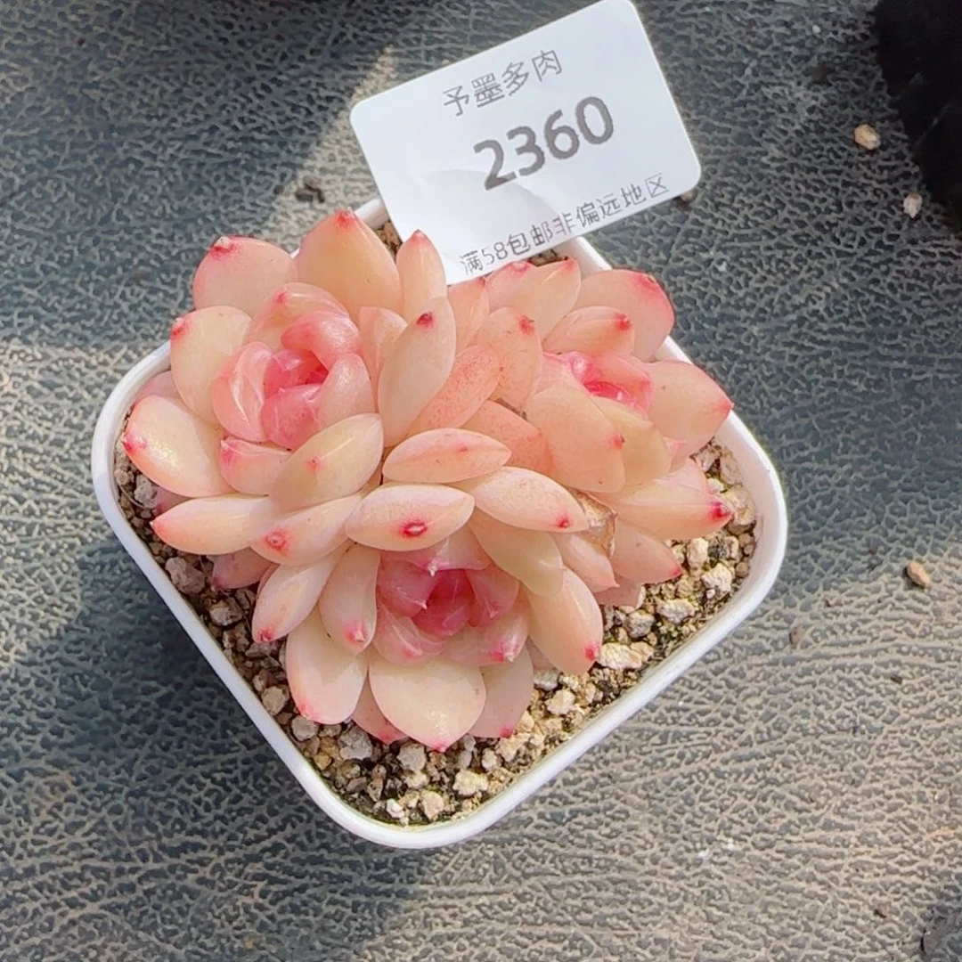 琴心，2360多肉植物