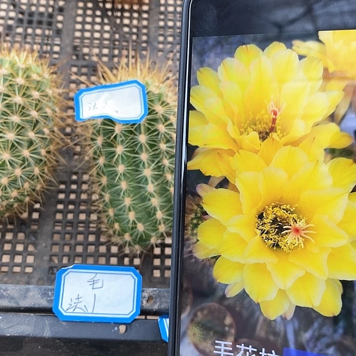 毛 法1侧芽5公分左右