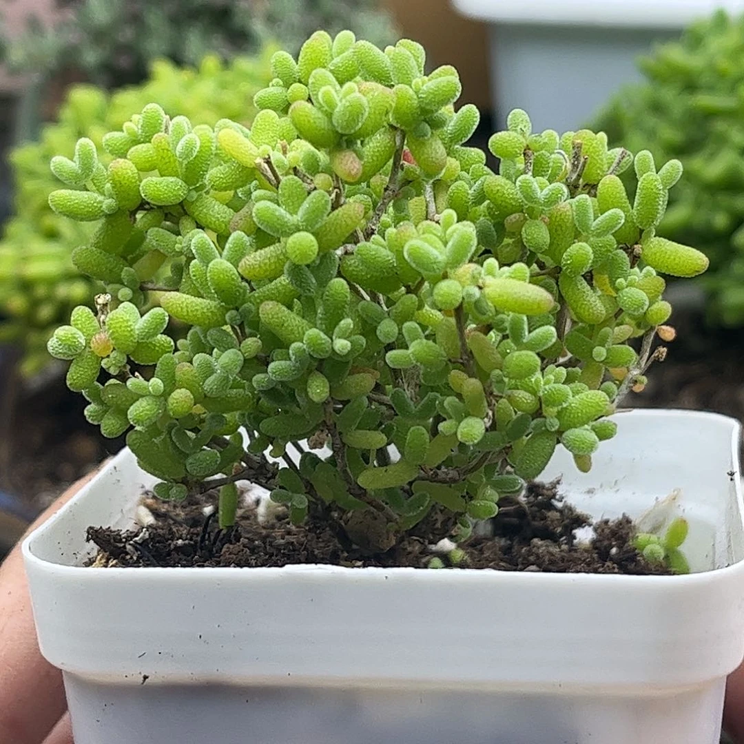 002蜜桔糖球优选枝干