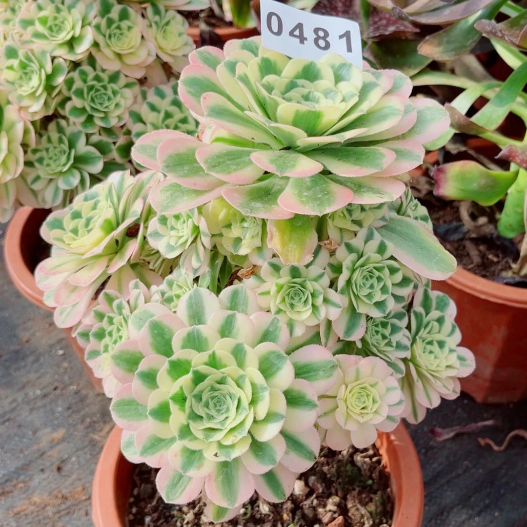 迈巴赫特价多肉发货