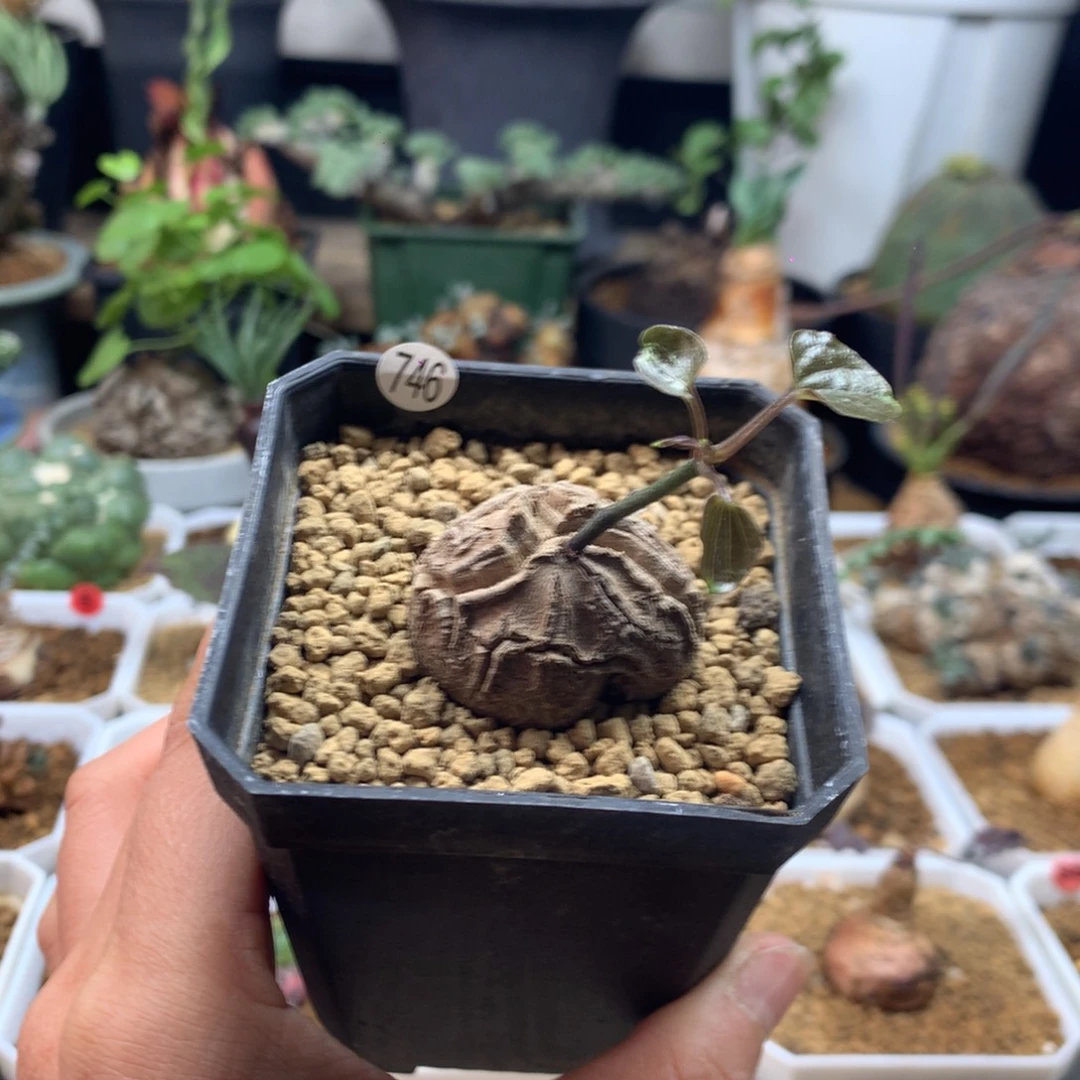 南非龟甲龙带盆福利746