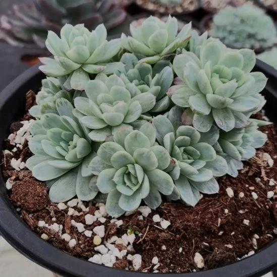 奶油贝瑞白覆轮锦