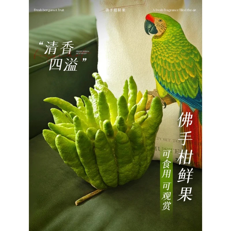 佛手柑鲜果水培植物带枝新鲜切枝室内水养绿植佛手瓜盆栽观赏闻香
