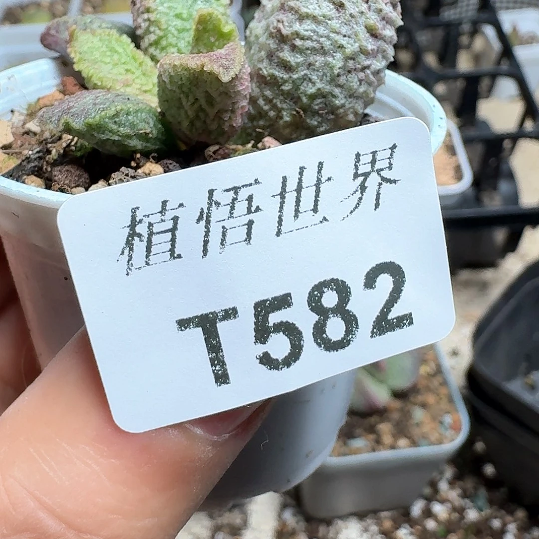 583盒多肉植物哇fv