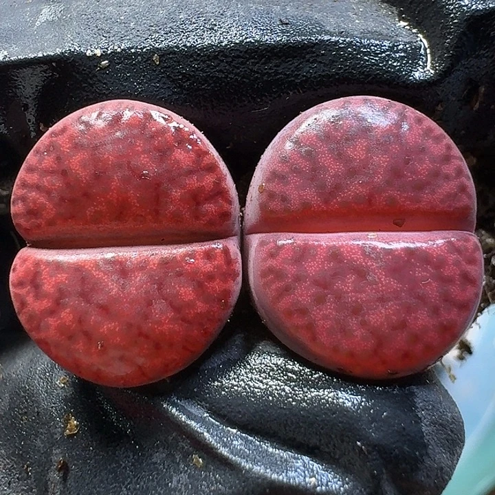 生石花111111。  1公分半。  193