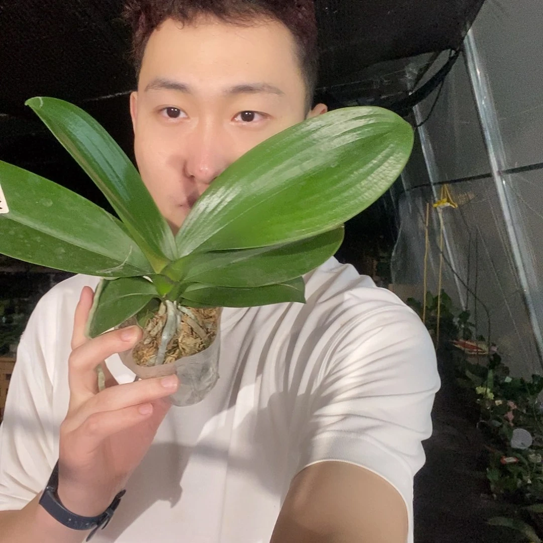 无花朵星月3.0苗
