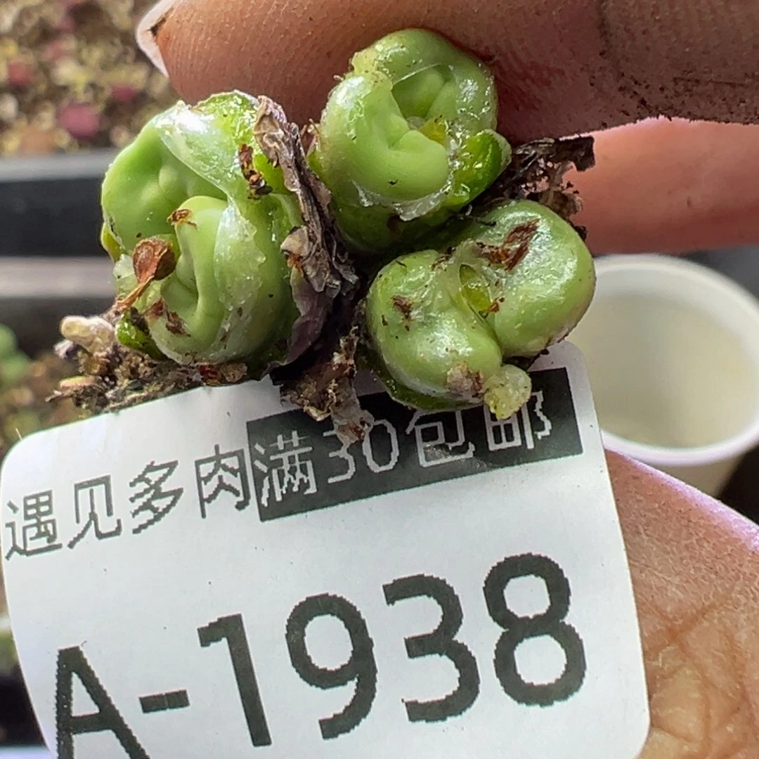 多肉植物1111111111111111111