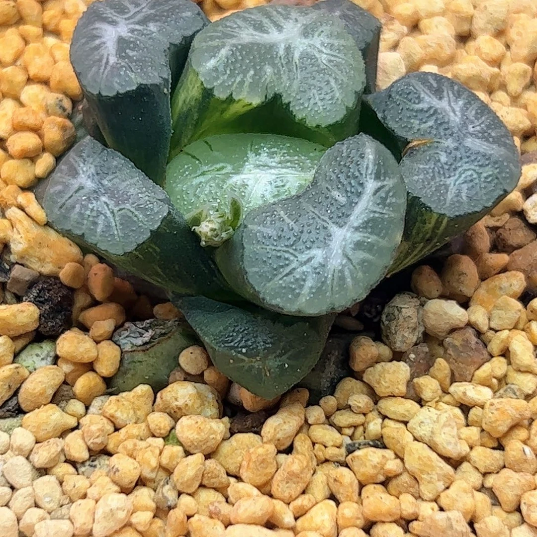 花菱锦十二卷多肉植物