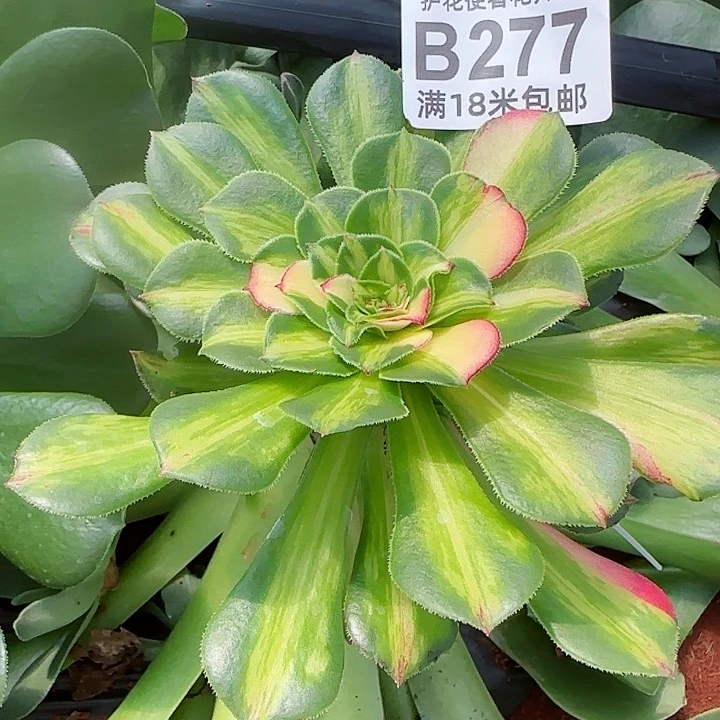 多肉法师知否朵朵