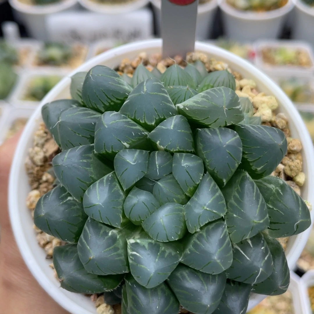 26 群生花翼锦 小蔡的菜园