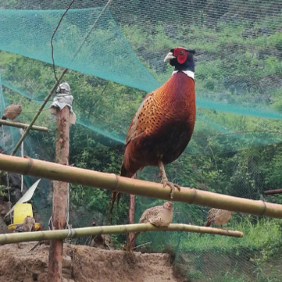 七彩山鸡2.5斤-3斤/只农家散养野鸡美味新鲜