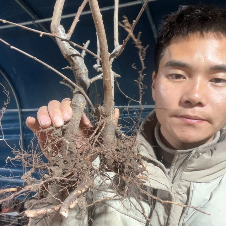 原生大花彩玉海棠花一颗