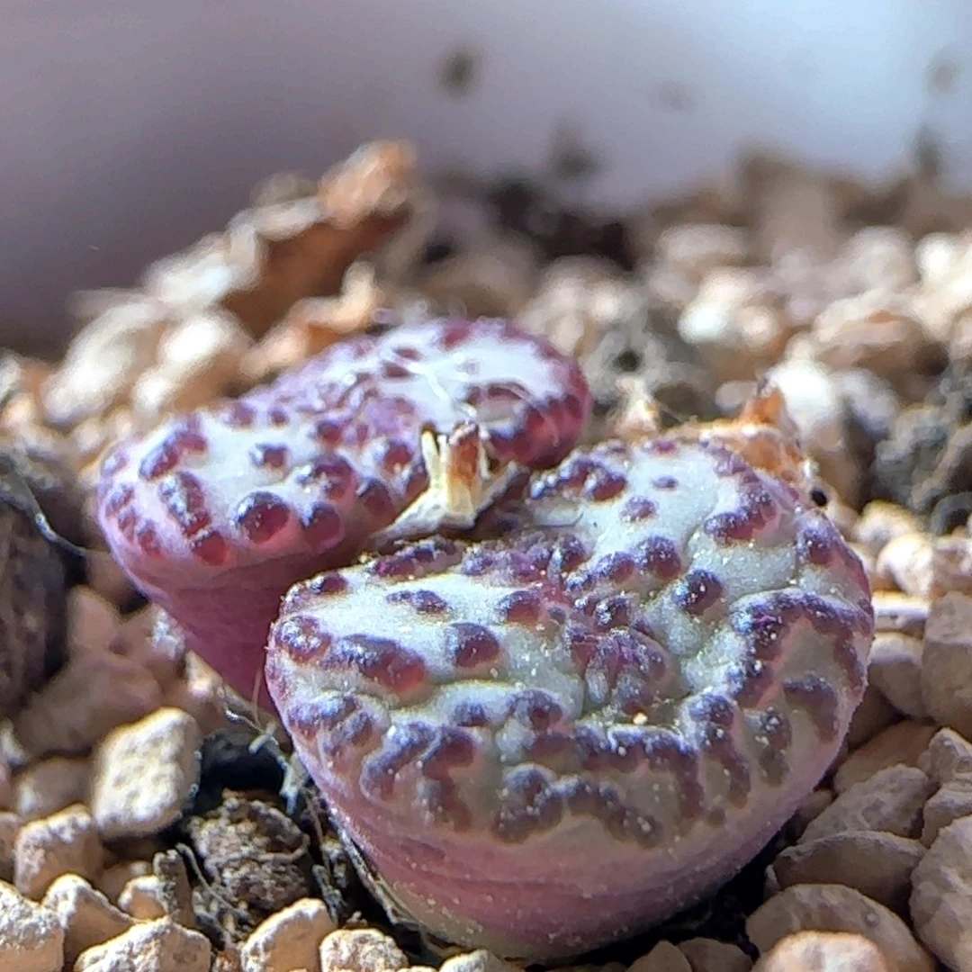 6.1.56/红娇安贞/尺寸不大