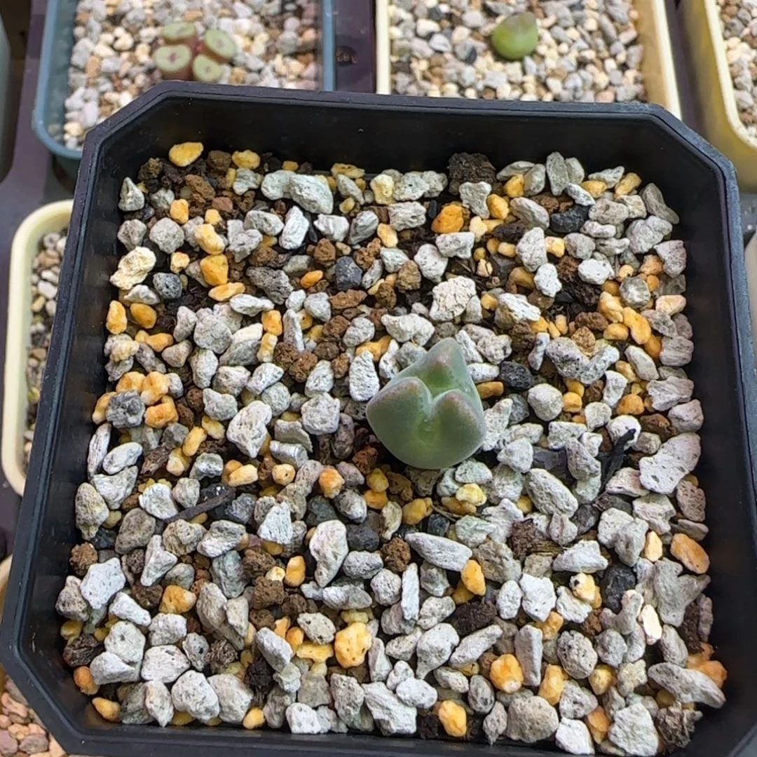 大眼睛奔驰多肉植物一颗